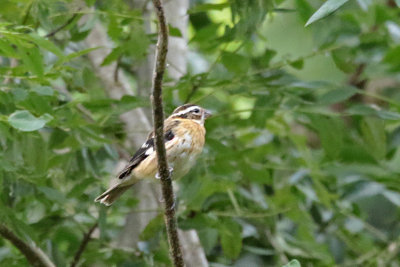 2017-10-17_6601-grosbeak.jpg