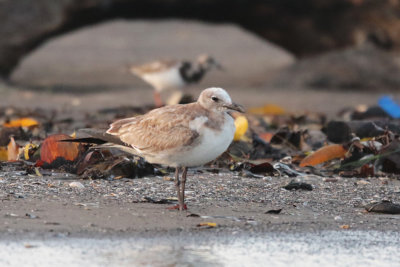 Shorebirds