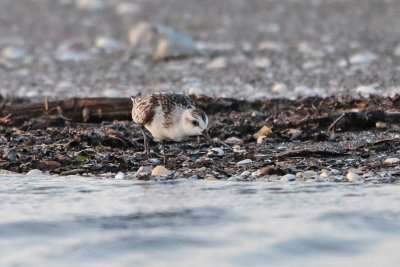 Sanderling