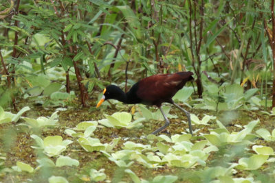 Northern Jacana