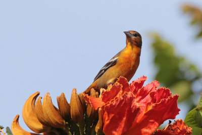 Blackbirds, Orioles, Oropendolas, Grackles