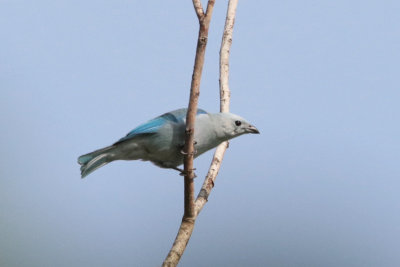 Blue-gray Tanager