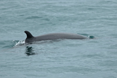 Minke Whale