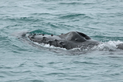 Humpback Whale I