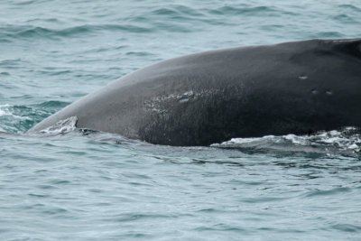 Humpback Whale II
