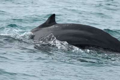 Humpback Whale III