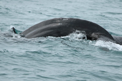 Humpback Whale IV