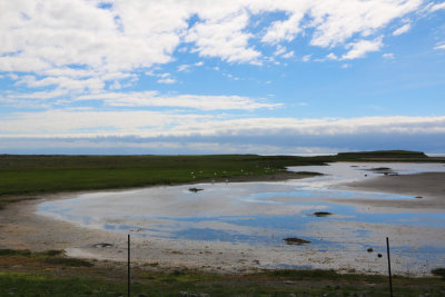 Whooper Swans at the coast