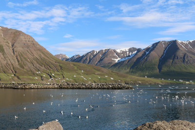 Olafsfjordur Harbor