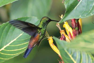 Copper-rumped Hummingbird