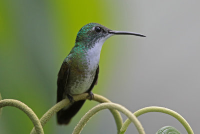 White-chested Emerald