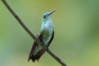 White-chested Emerald