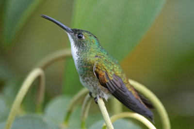 White-chested Emerald