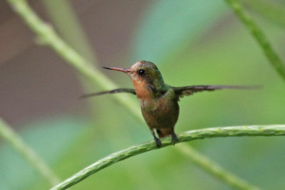 Tufted Coquette