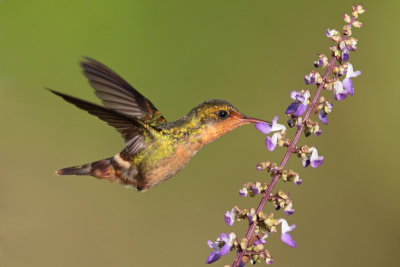 Tufted Coquette