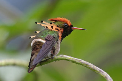 Tufted Coquette