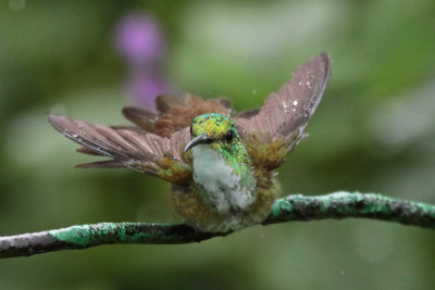 White-chested Emerald bathing