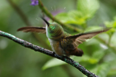 White-chested Emerald drying off