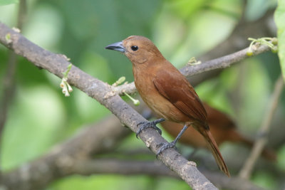 White-lined Tanager