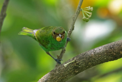 Bay-headed Tanager