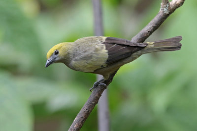 Palm Tanager