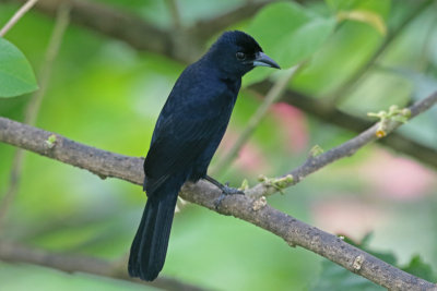 White-lined Tanager