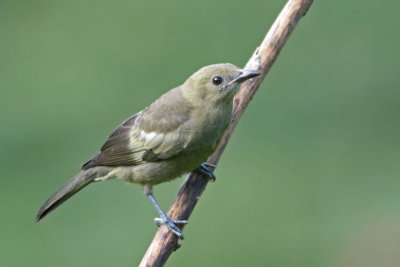 Palm Tanager