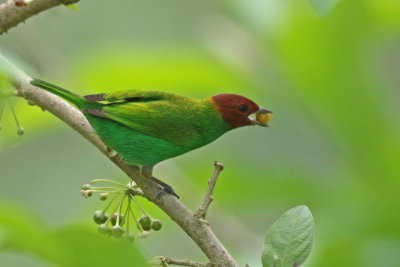 Bay-headed Tanager