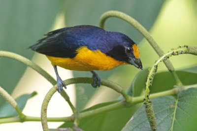 2017-11-17_9905-euphonia.jpg