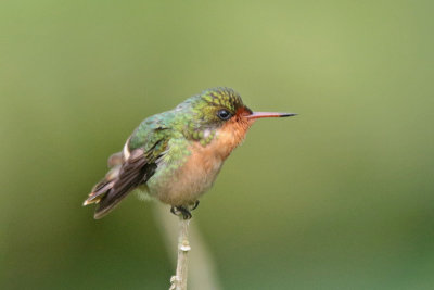 Tufted Coquette