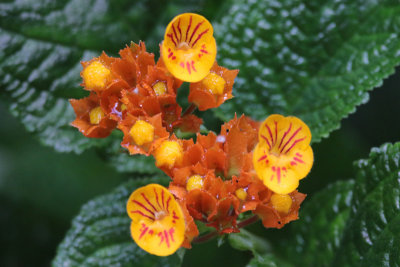 Small roadside flowers