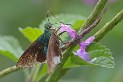 Skipper