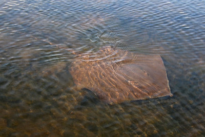 Ray at Caroni Swamp