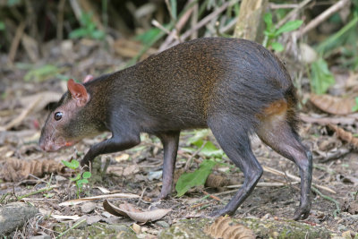 Agouti