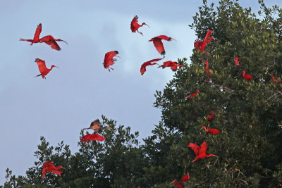 Ibis coming to roost at Caroni Swamp