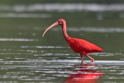 Scarlet Ibis