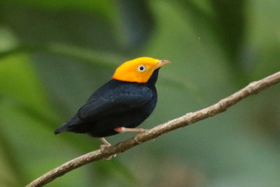 Golden-headed Manakin