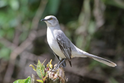 Tropical Mockingbird