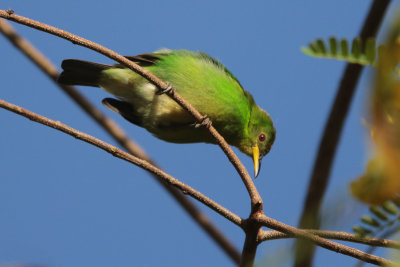 Green Honeycreeper