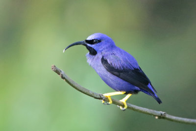 Purple Honeycreeper