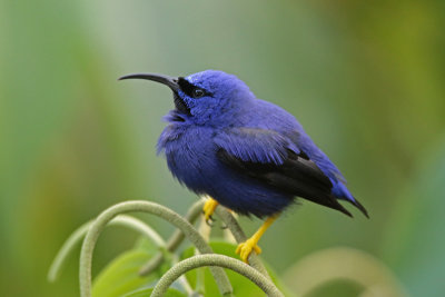 Purple Honeycreeper