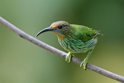 Purple Honeycreeper