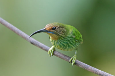 Purple Honeycreeper