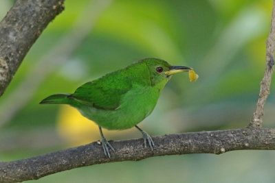 Green Honeycreeper