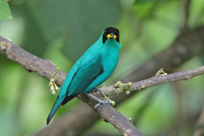 Green Honeycreeper