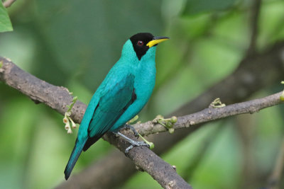 Green Honeycreeper