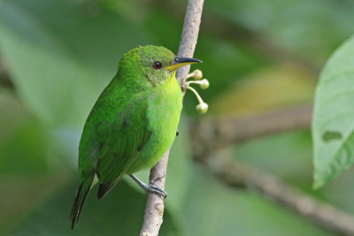 Green Honeycreeper