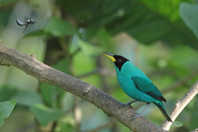 Green Honeycreeper with wasp