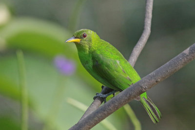 Green Honeycreeper