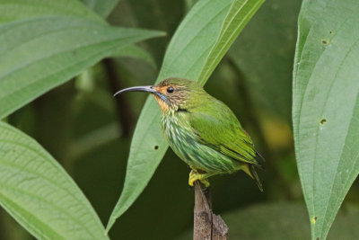 Purple Honeycreeper